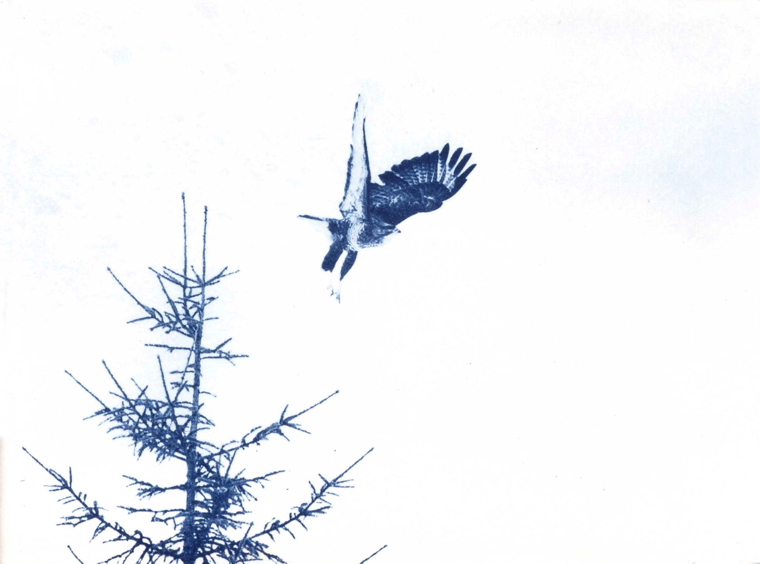 cyanotype "buse variable"