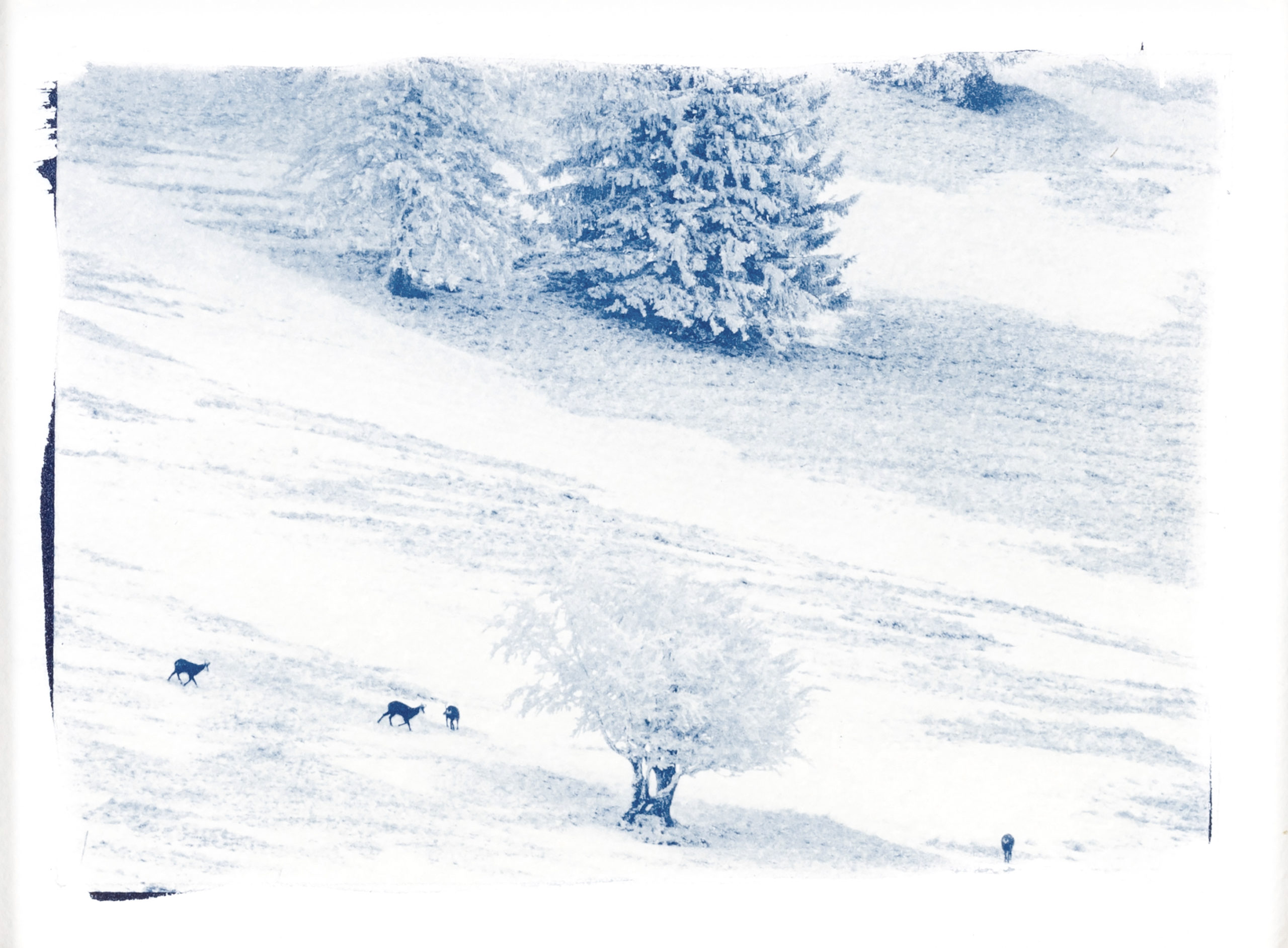 cyanotype "chamois du Suchet"