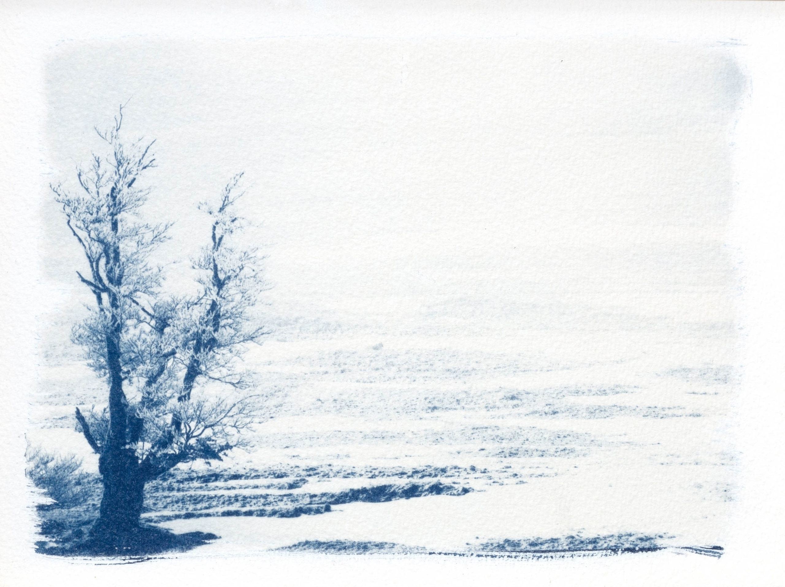 cyanotype "renard endormi"