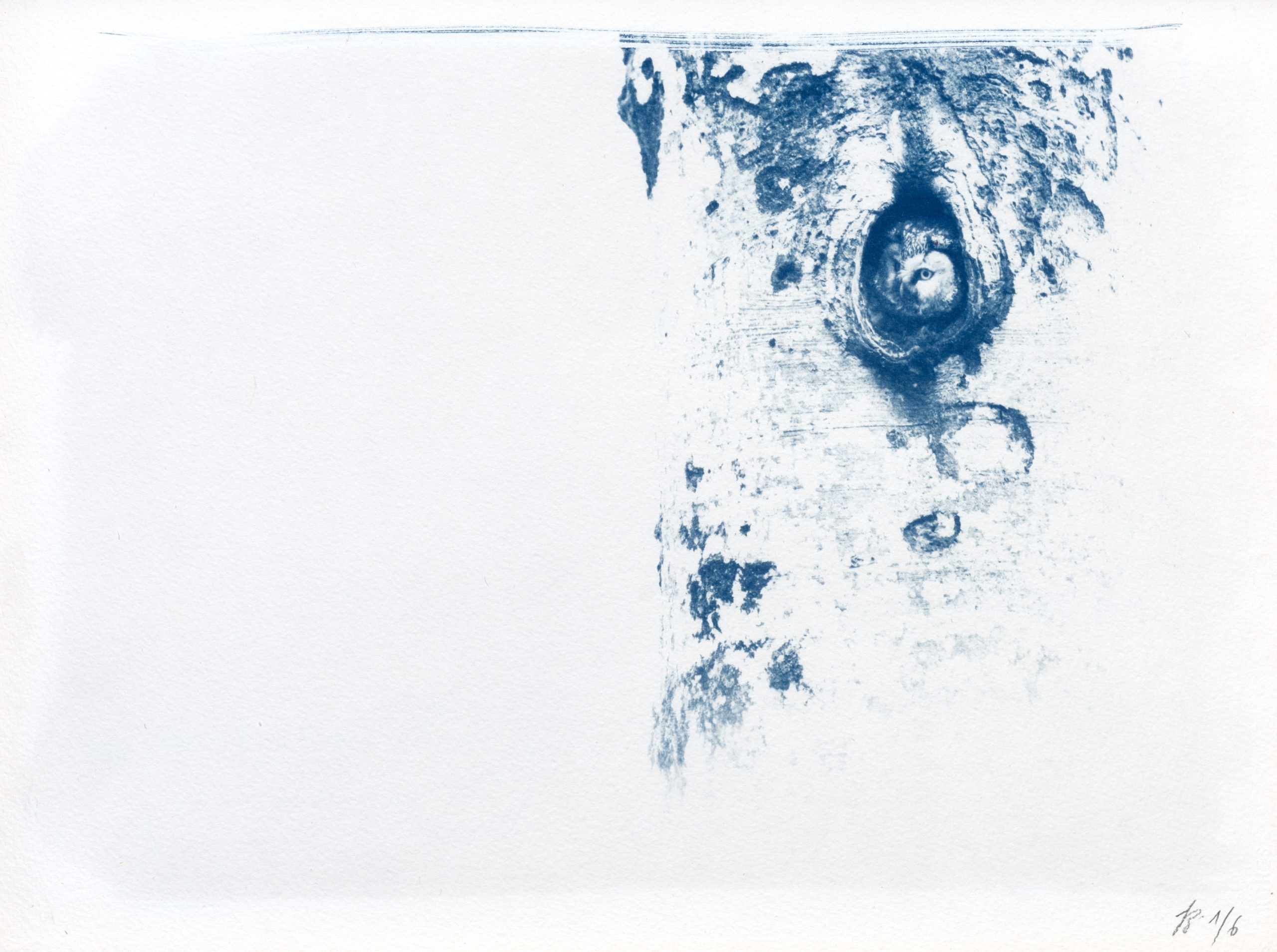 cyanotype "Chouette de Tengmalm, la curieuse"