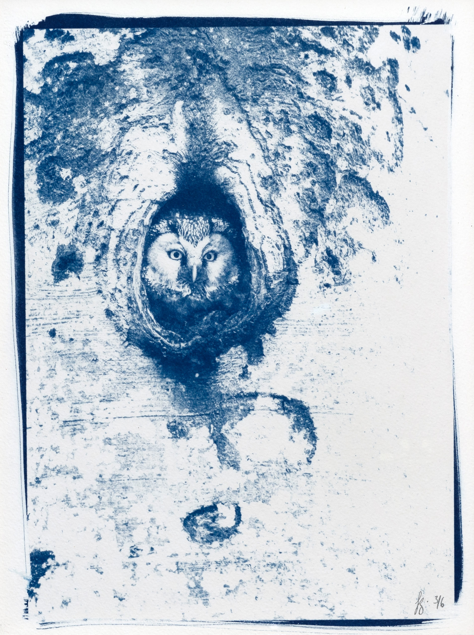 cyanotype "Chouette de Tengmalm, le portrait"