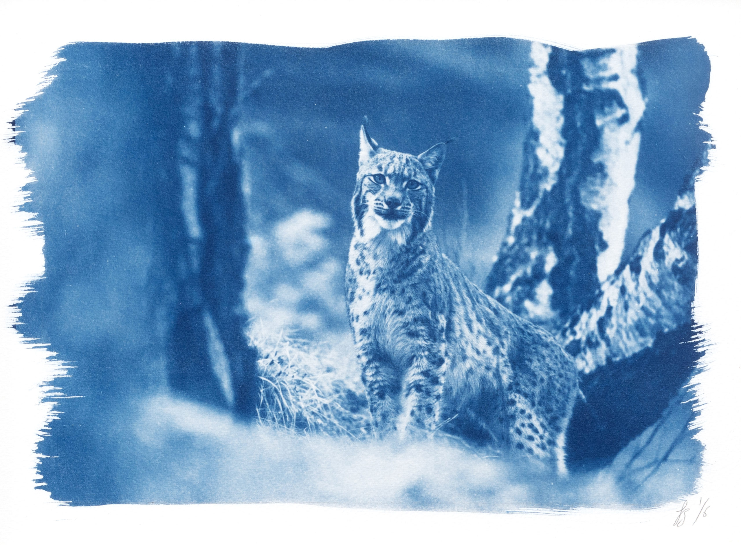 cyanotype "Lynx Boréal, le chemin"
