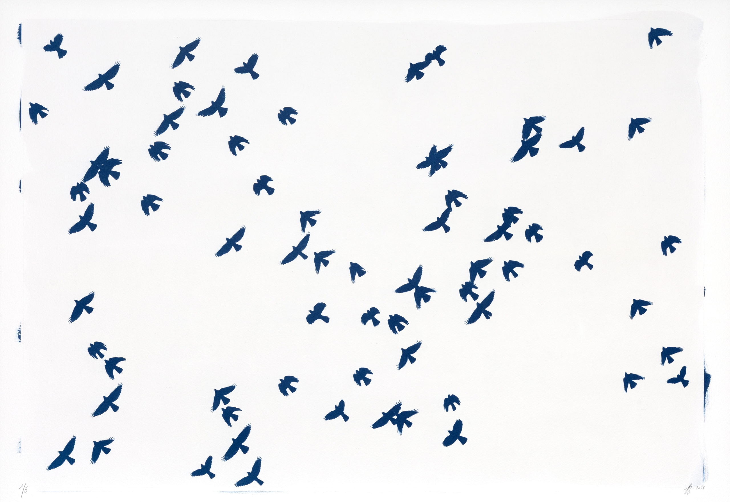 cyanotype "la danse des chocards à becs jaunes"