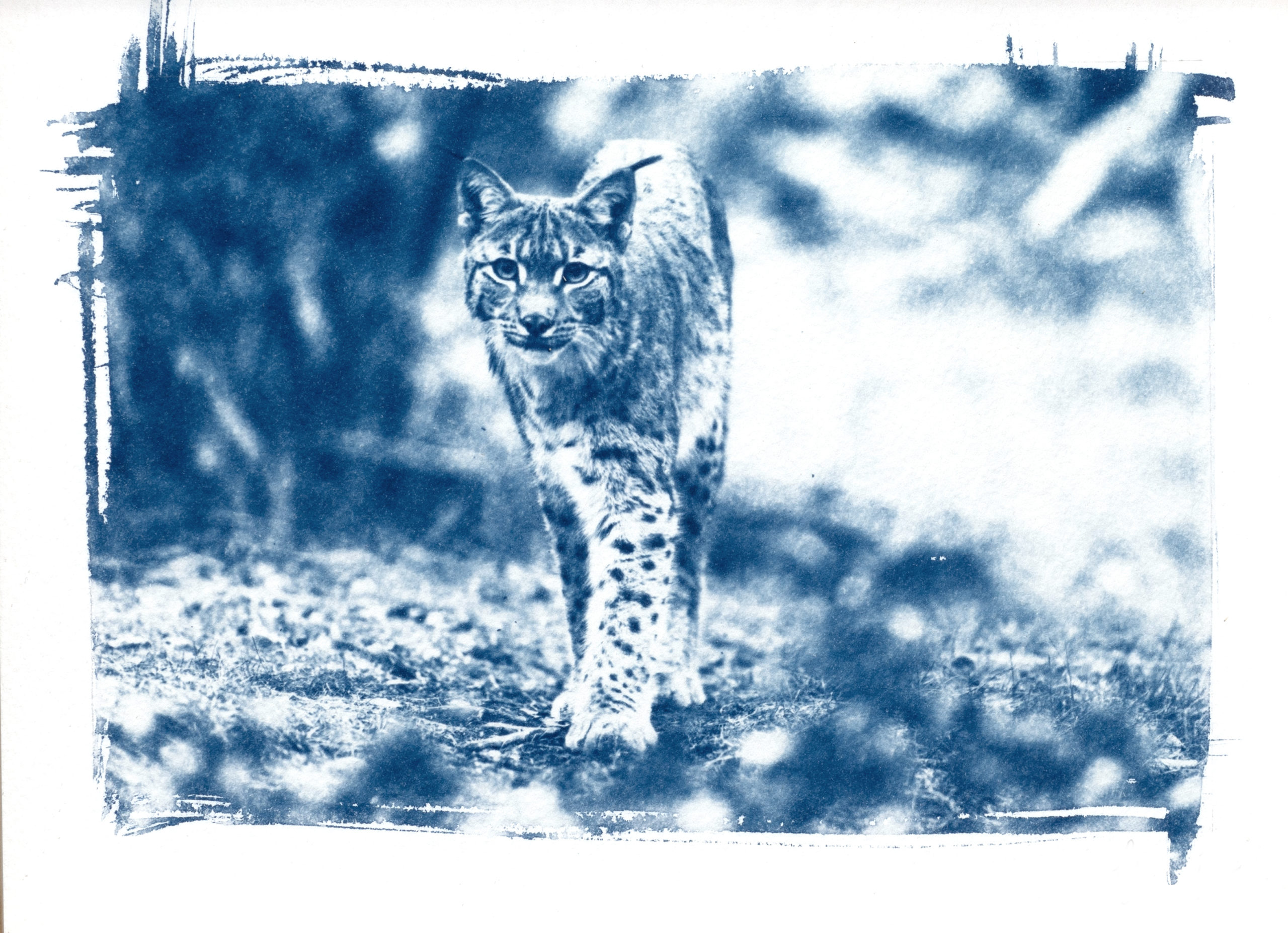 "Lynx boréal, la forêt"