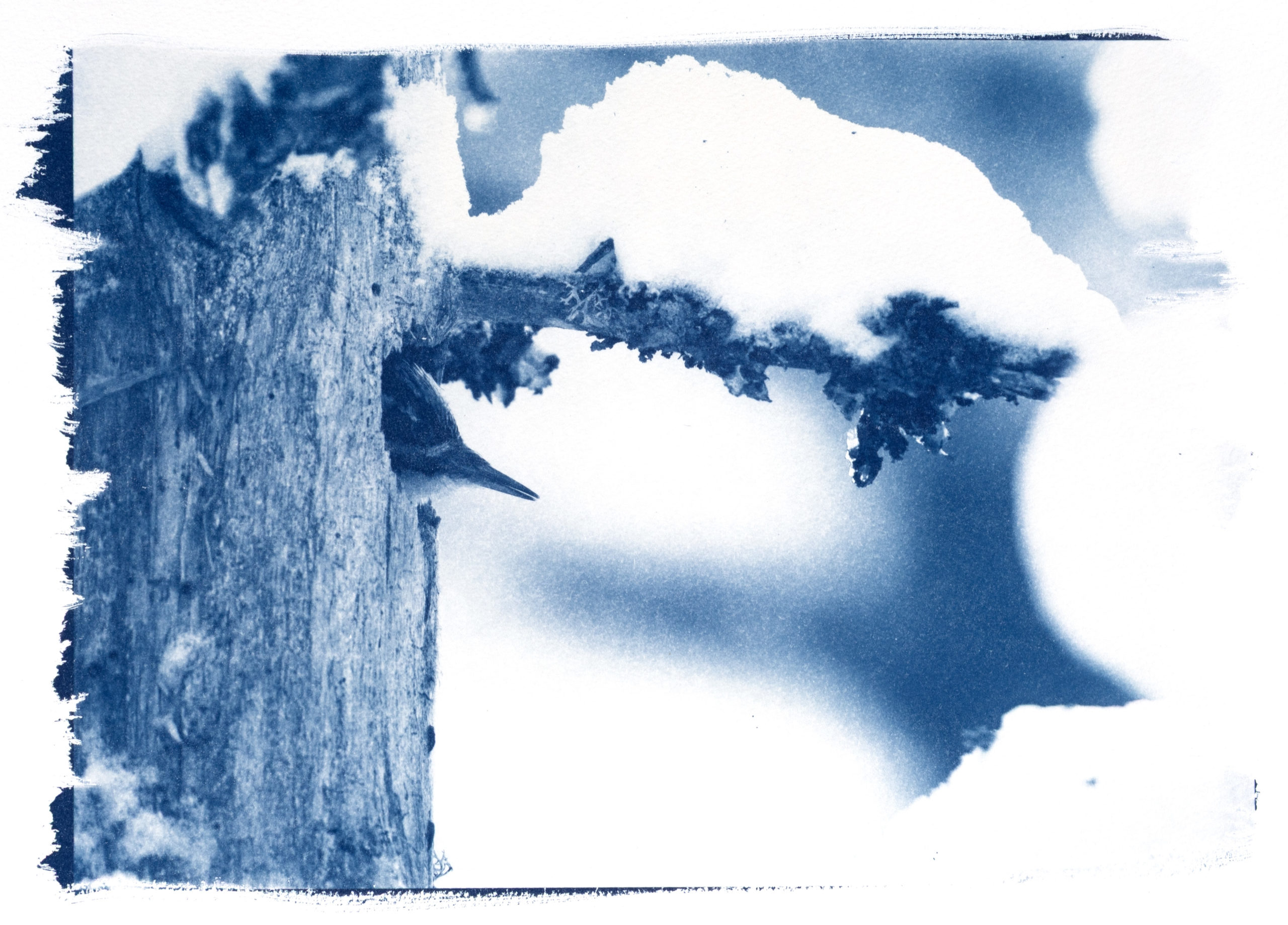 "Pic Tridactyle"
