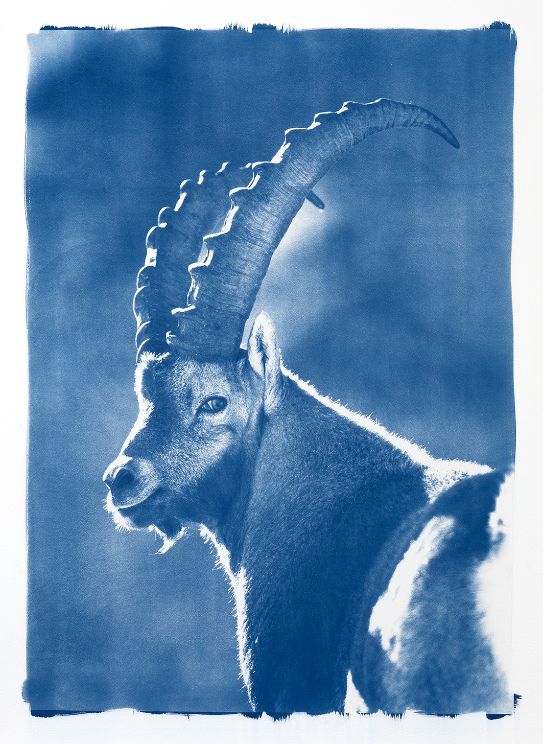 cyanotype "Bouquetin, Cornettes de Bise"