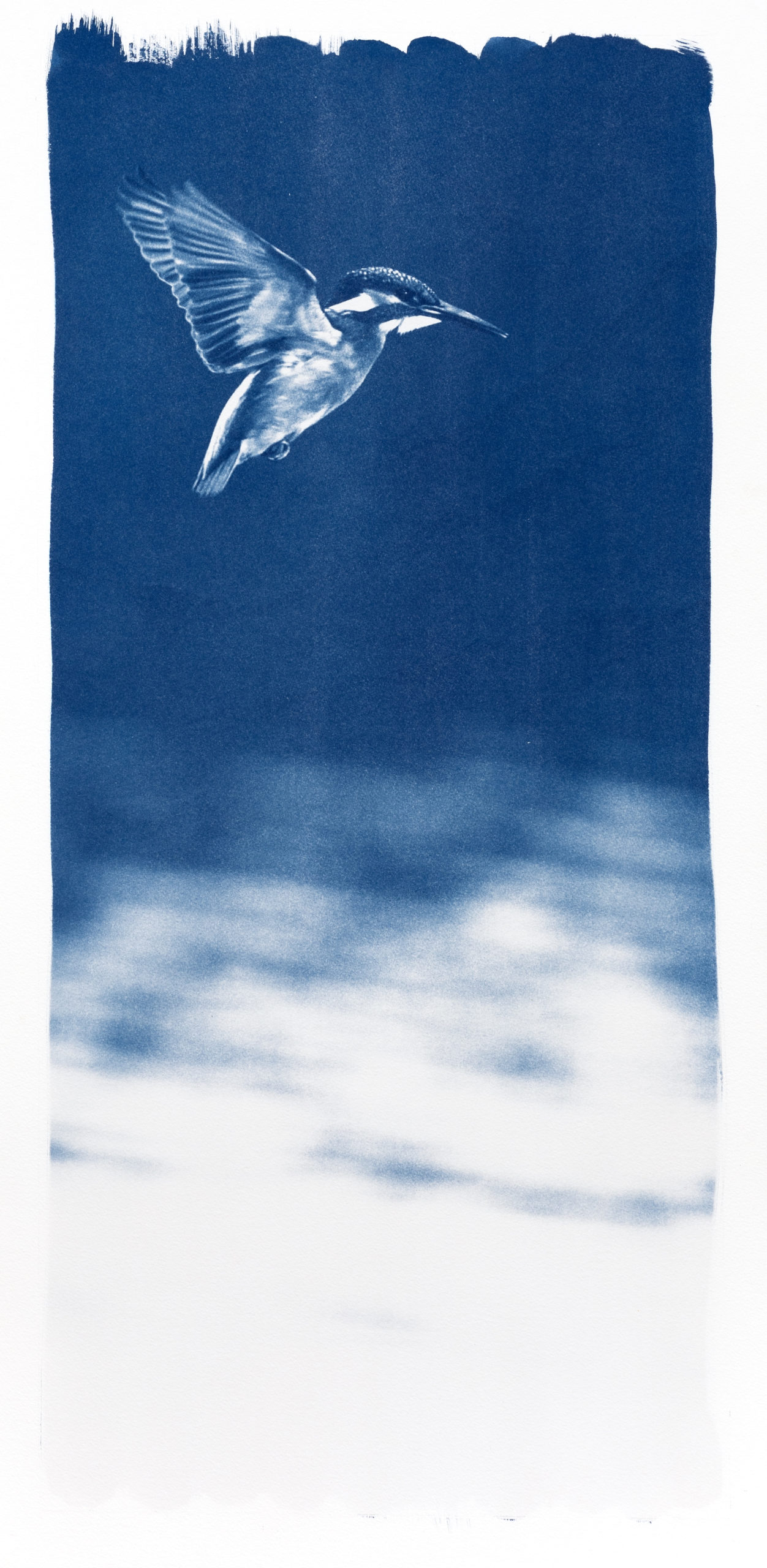 cyanotype "martin pêcheur en vol"