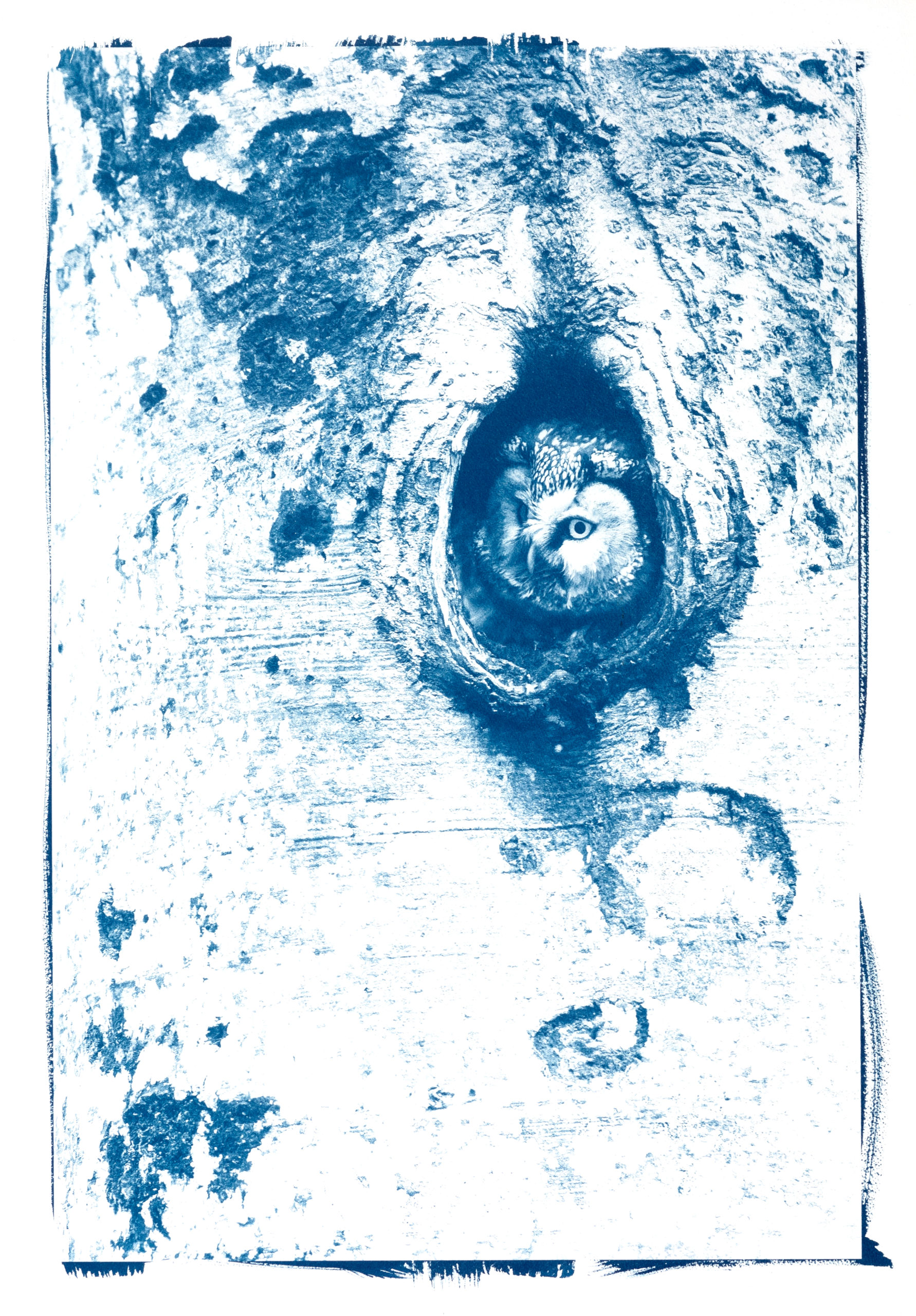 cyanotype "chouette de Tengmalm"