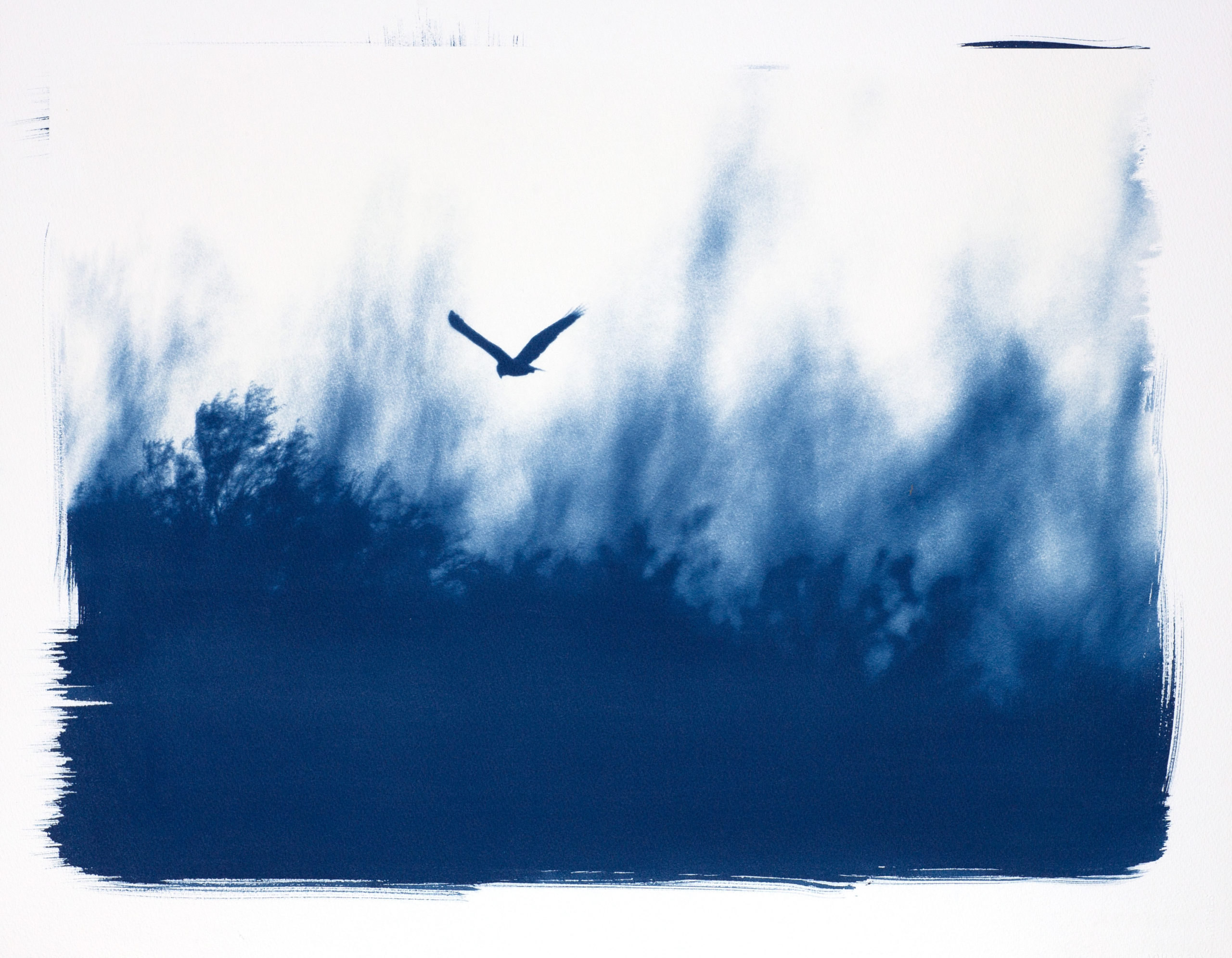 cyanotype "Busard des Roseaux"
