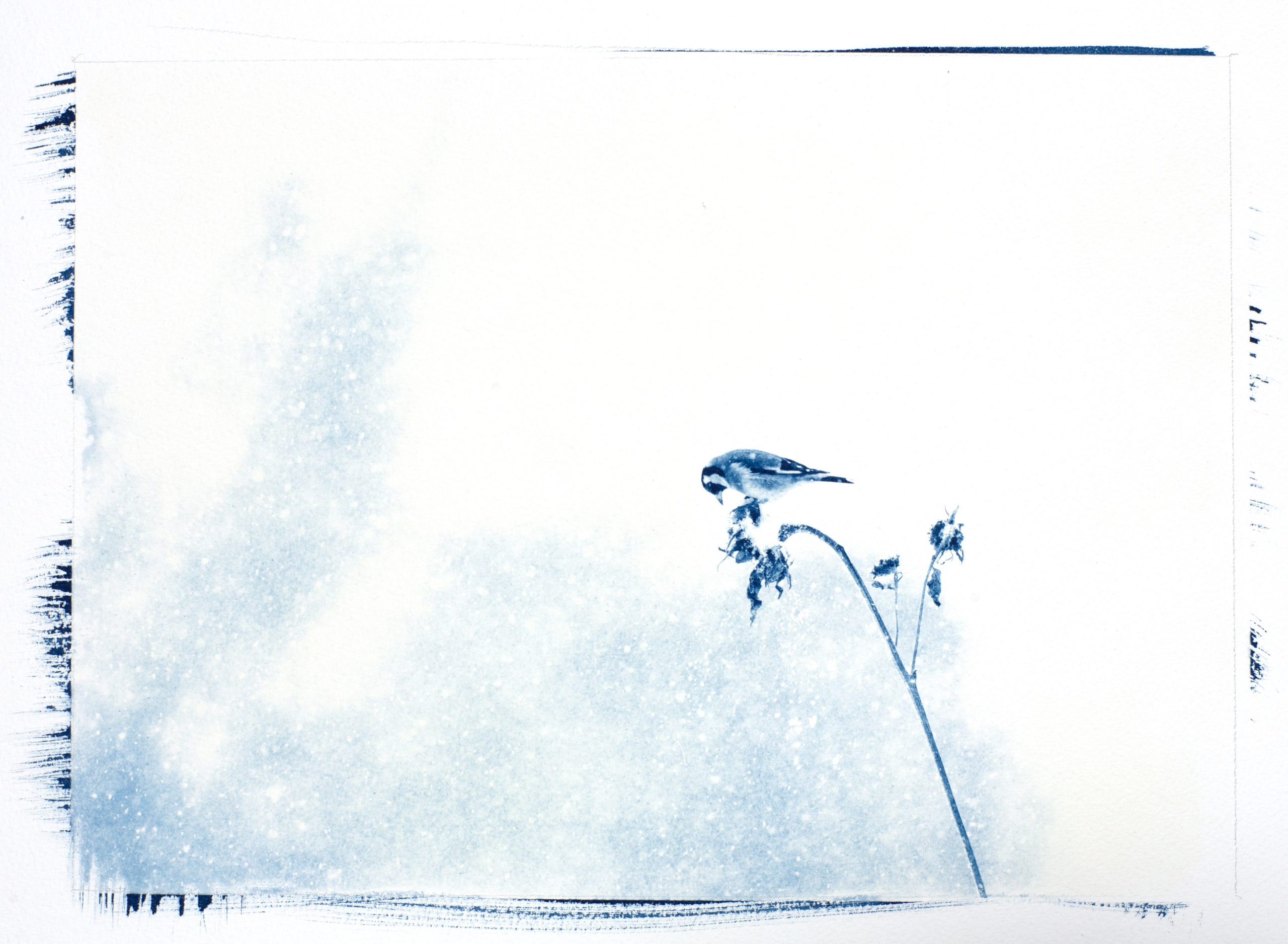 cyanotype "Chardonneret sur son tournesol"