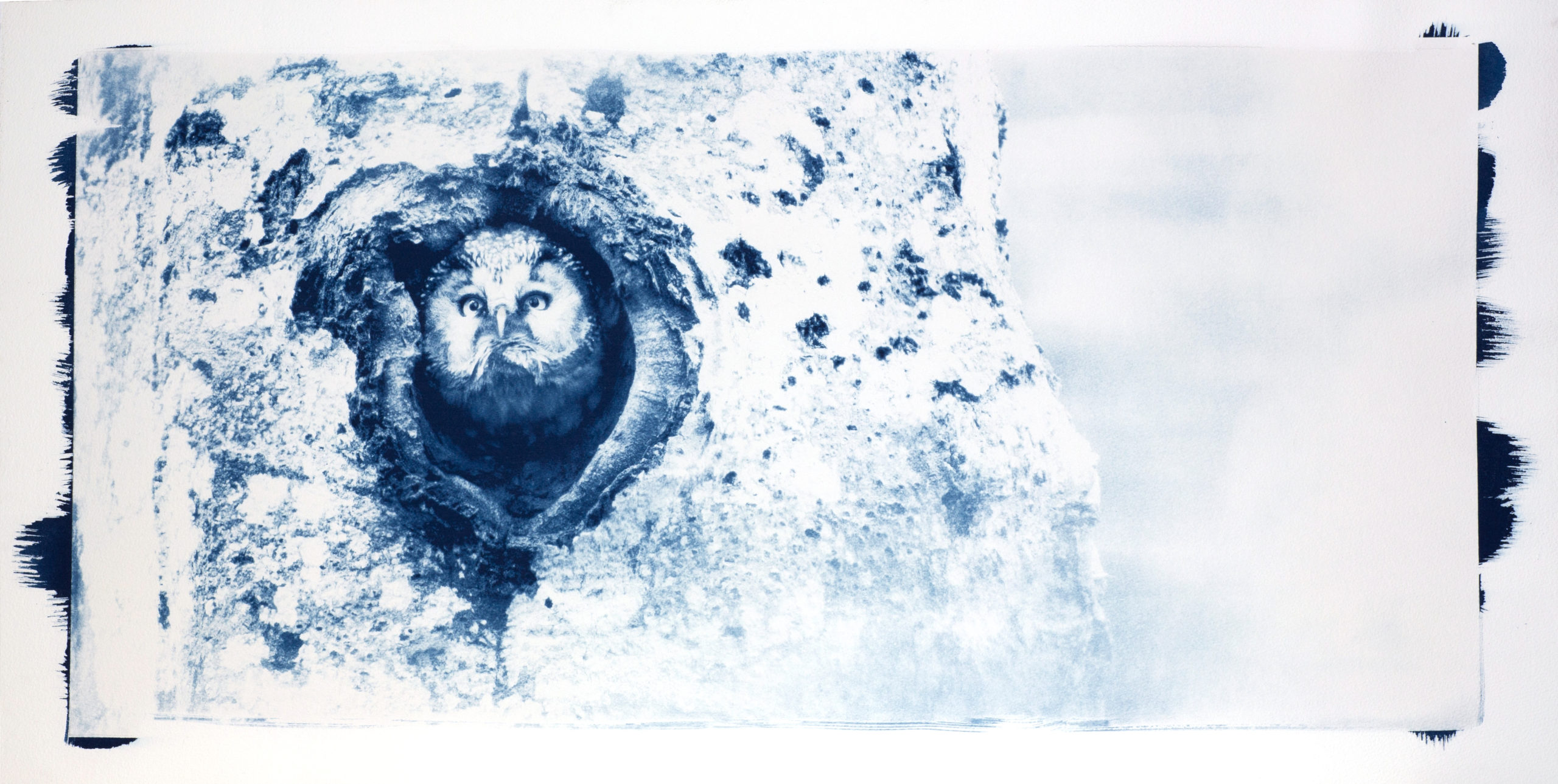 Cyanotype "Chouette de Tengmalm dans sa loge sapin"