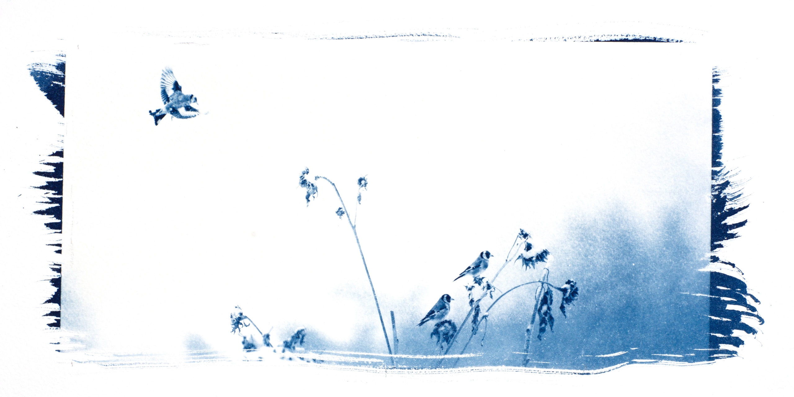 "Les 3 chardonnerets aux tournesols"