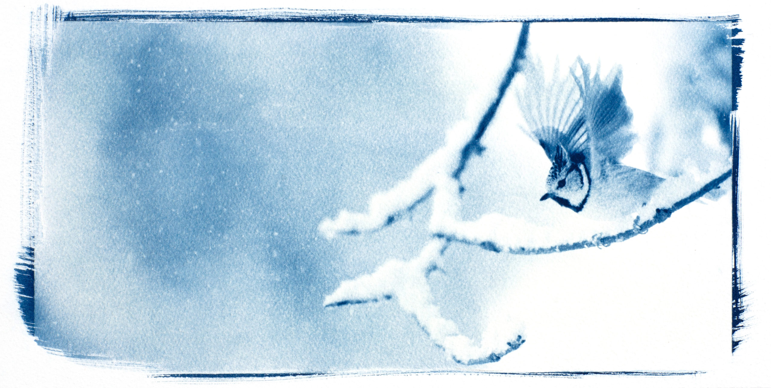 Cyanotype "Mésange hupée à l'envol"