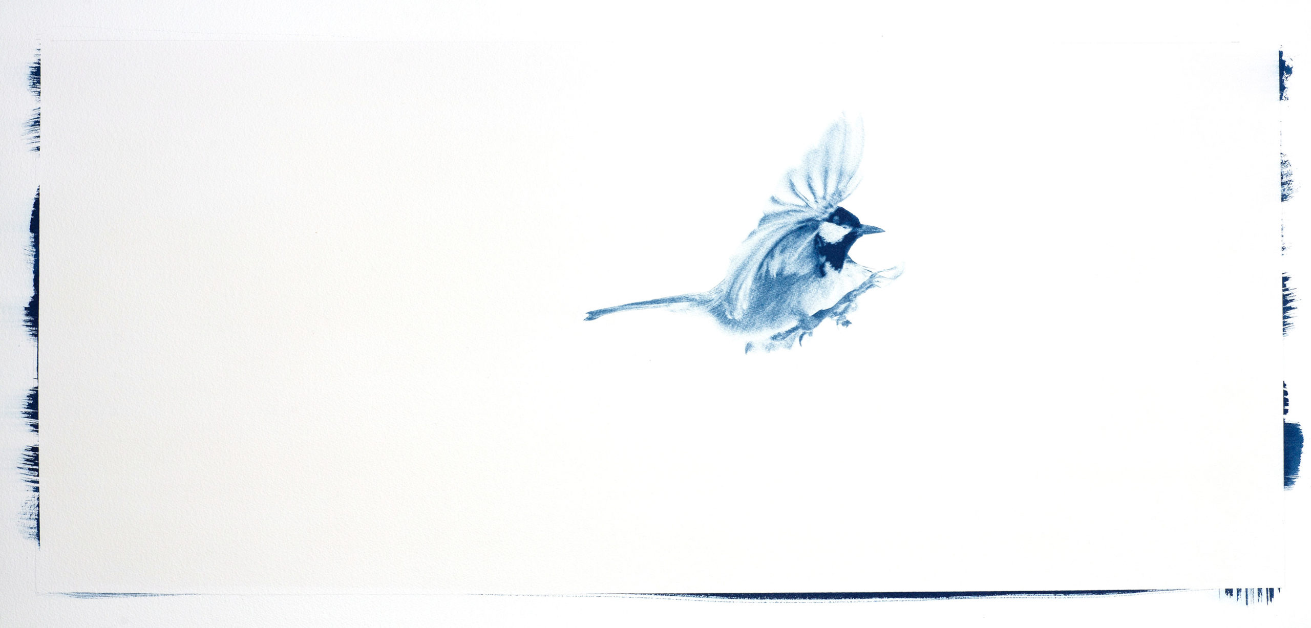 Cyanotype "Mésange noire en vol"