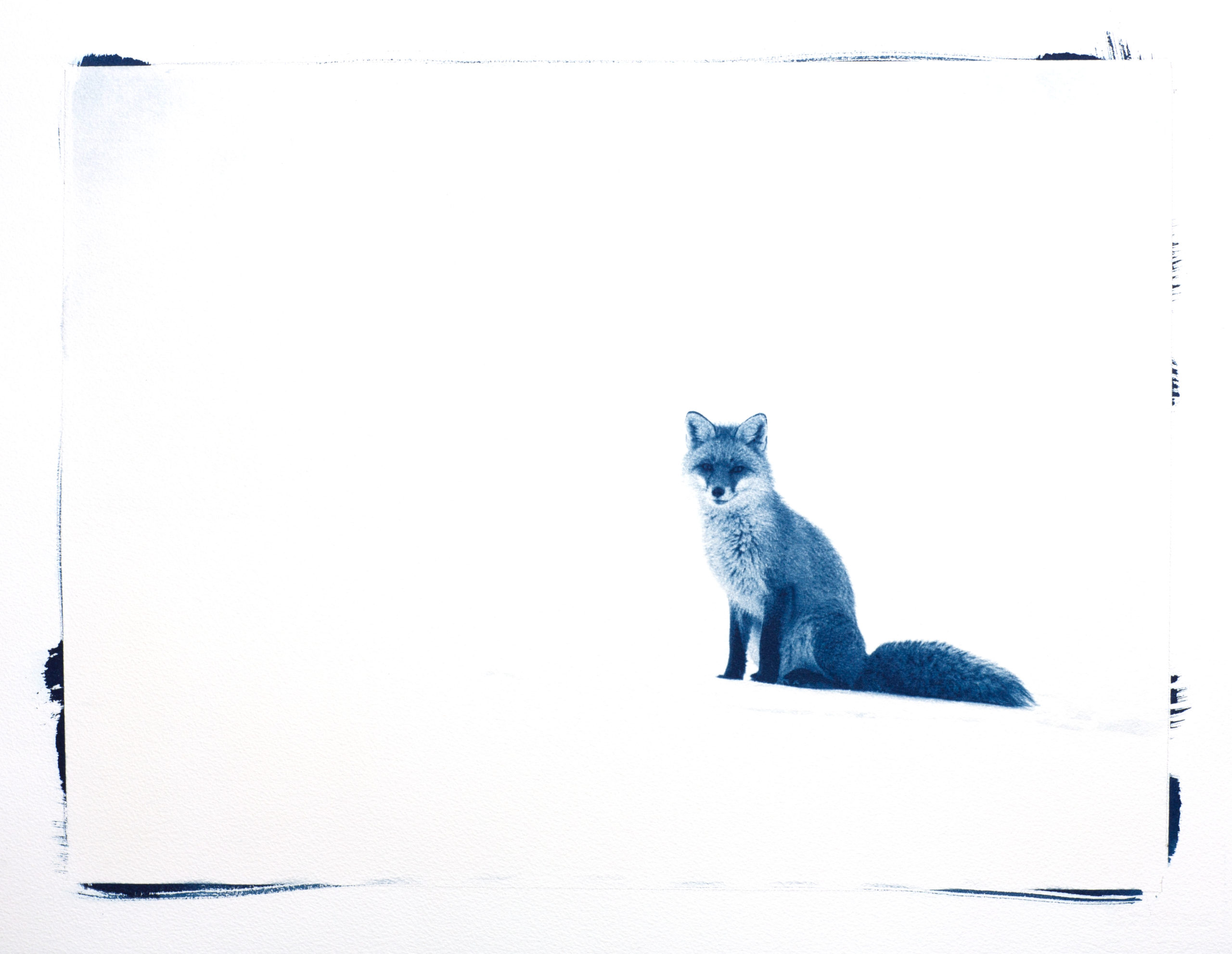 cyanotype "petit renard assis dans la neige"