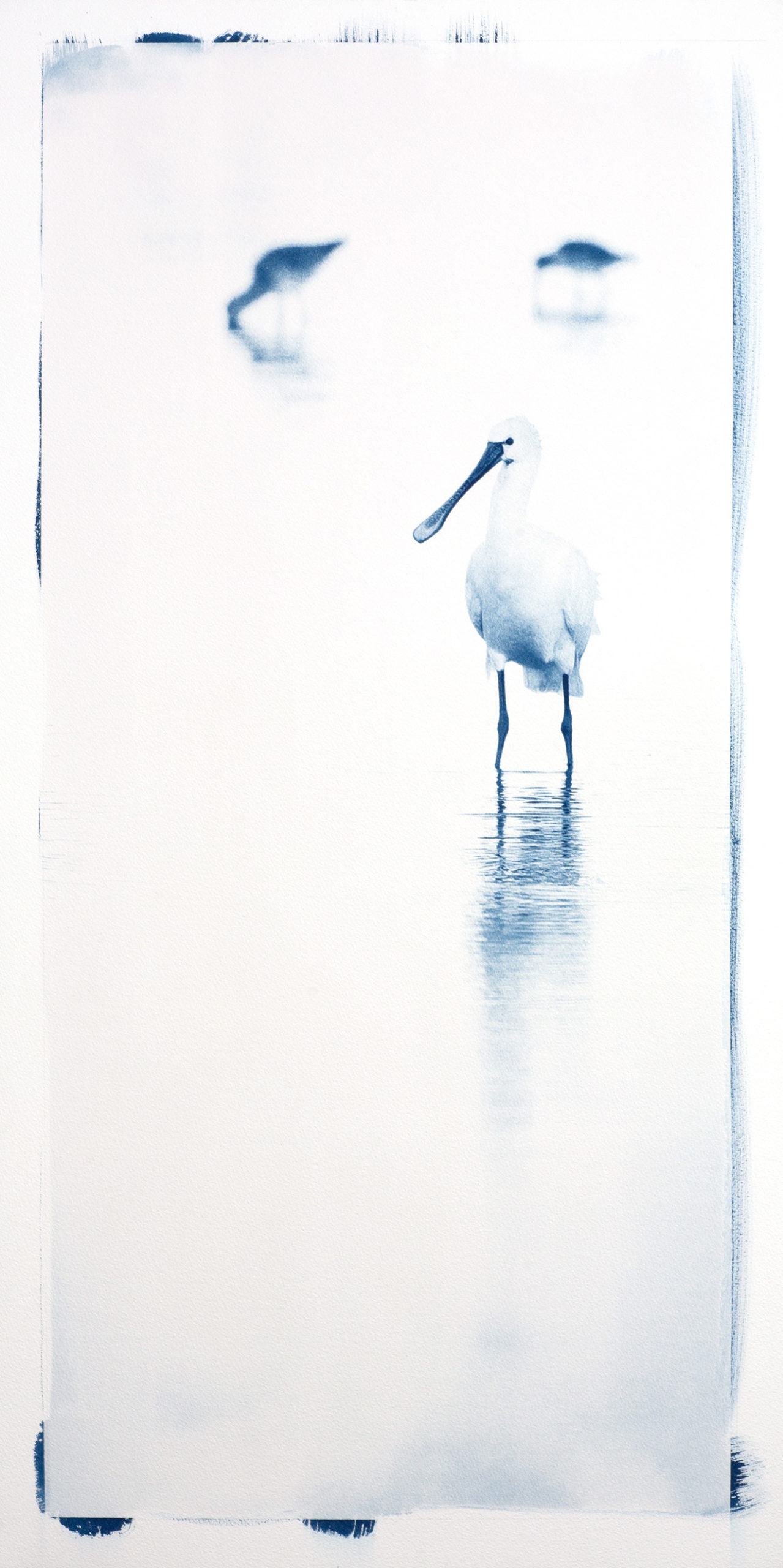 Cyanotype "Spatule Blanche"