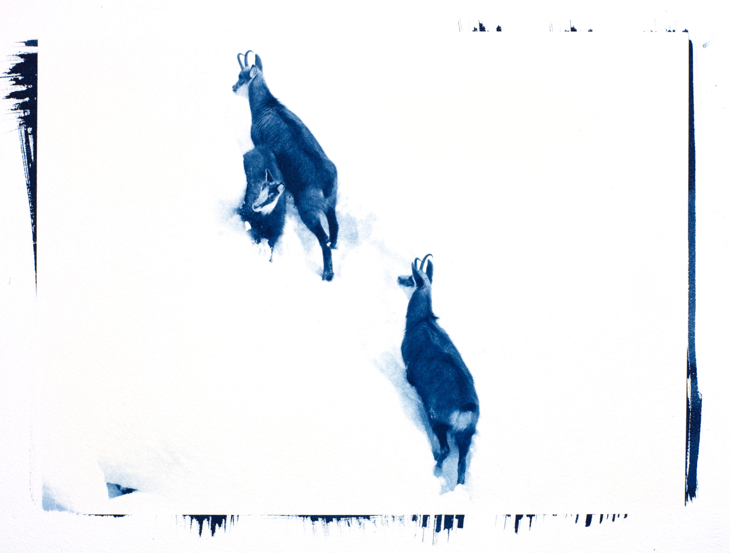 cyanotype "Les 3 chamois dans la neige"