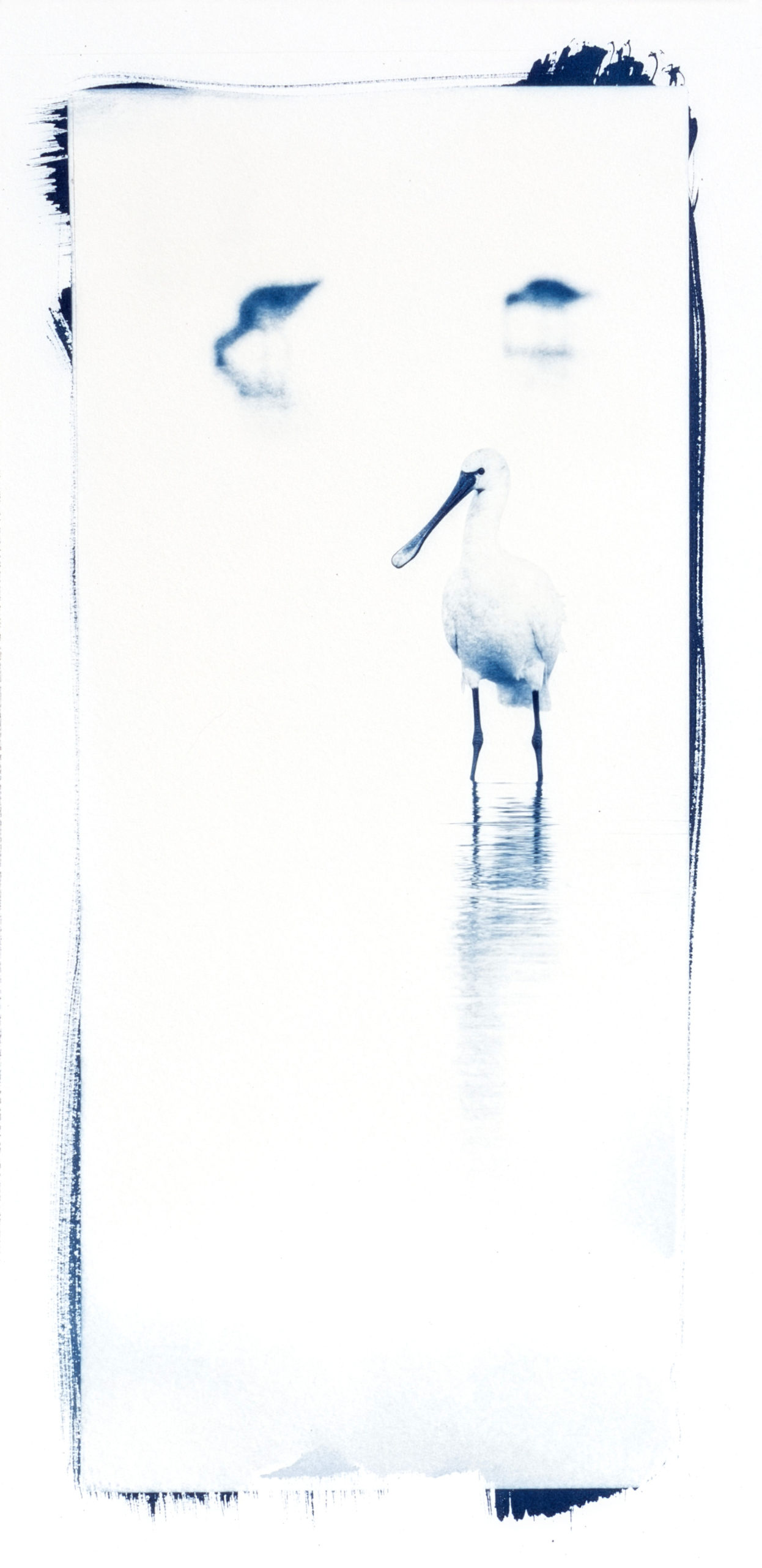 Cyanotype "Spatule Blanche"