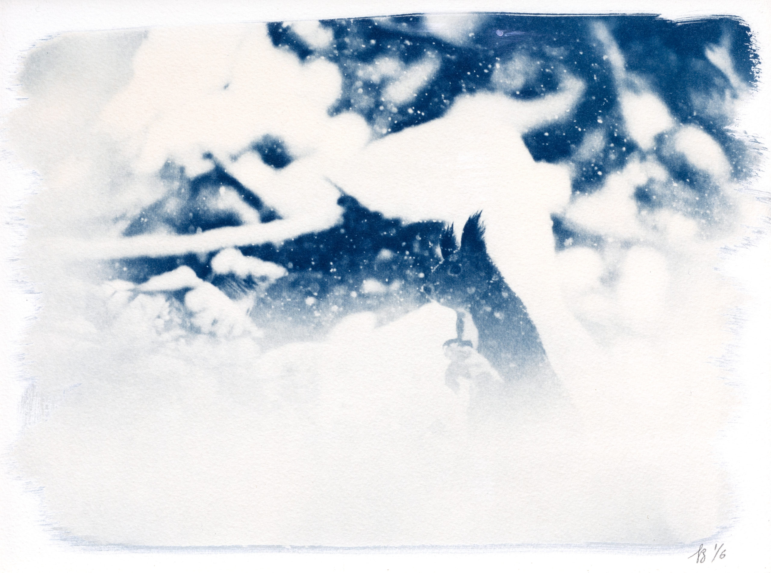 cyanotype "écureuil roux en hiver"