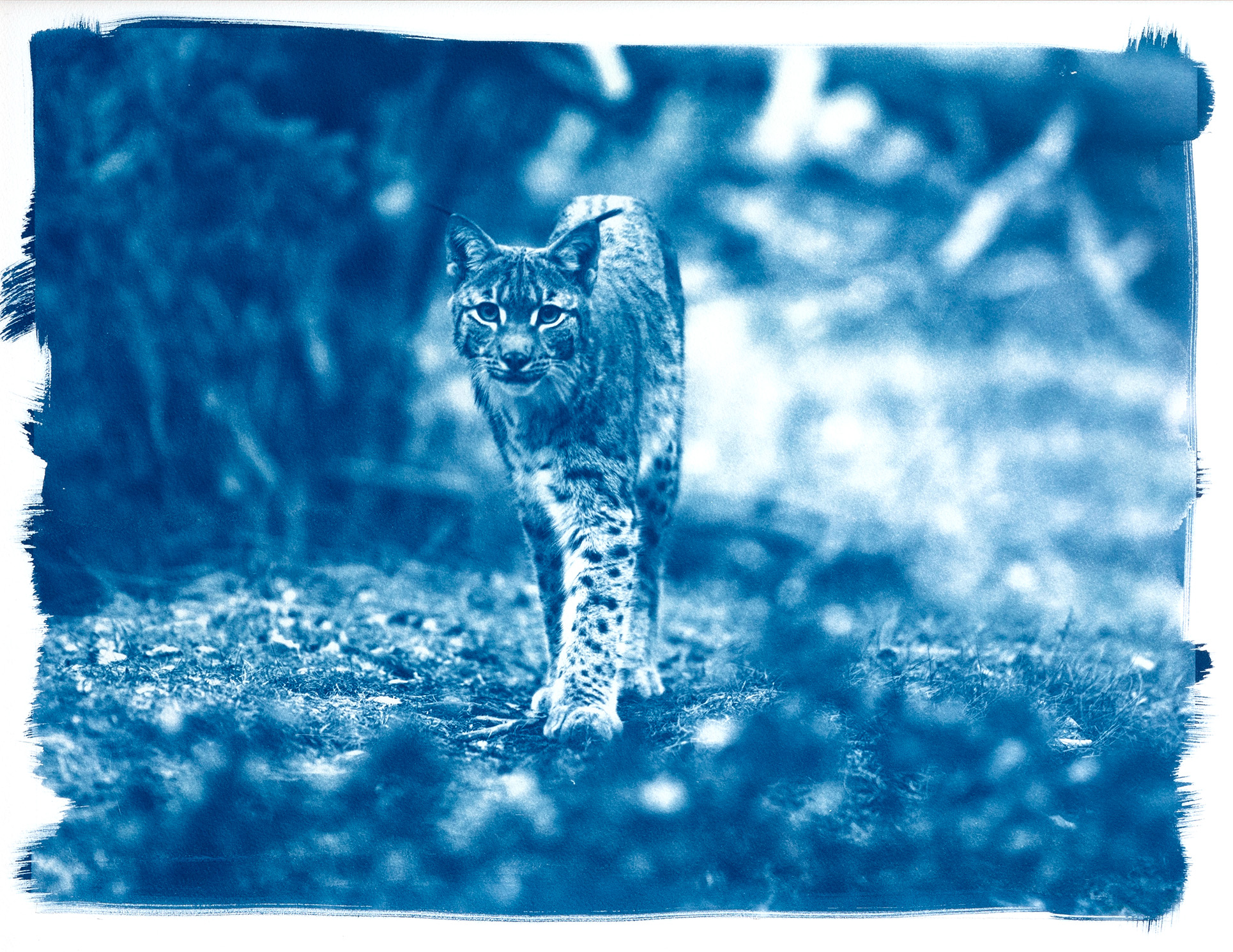 cyanotype "lynx boréal, la forêt"