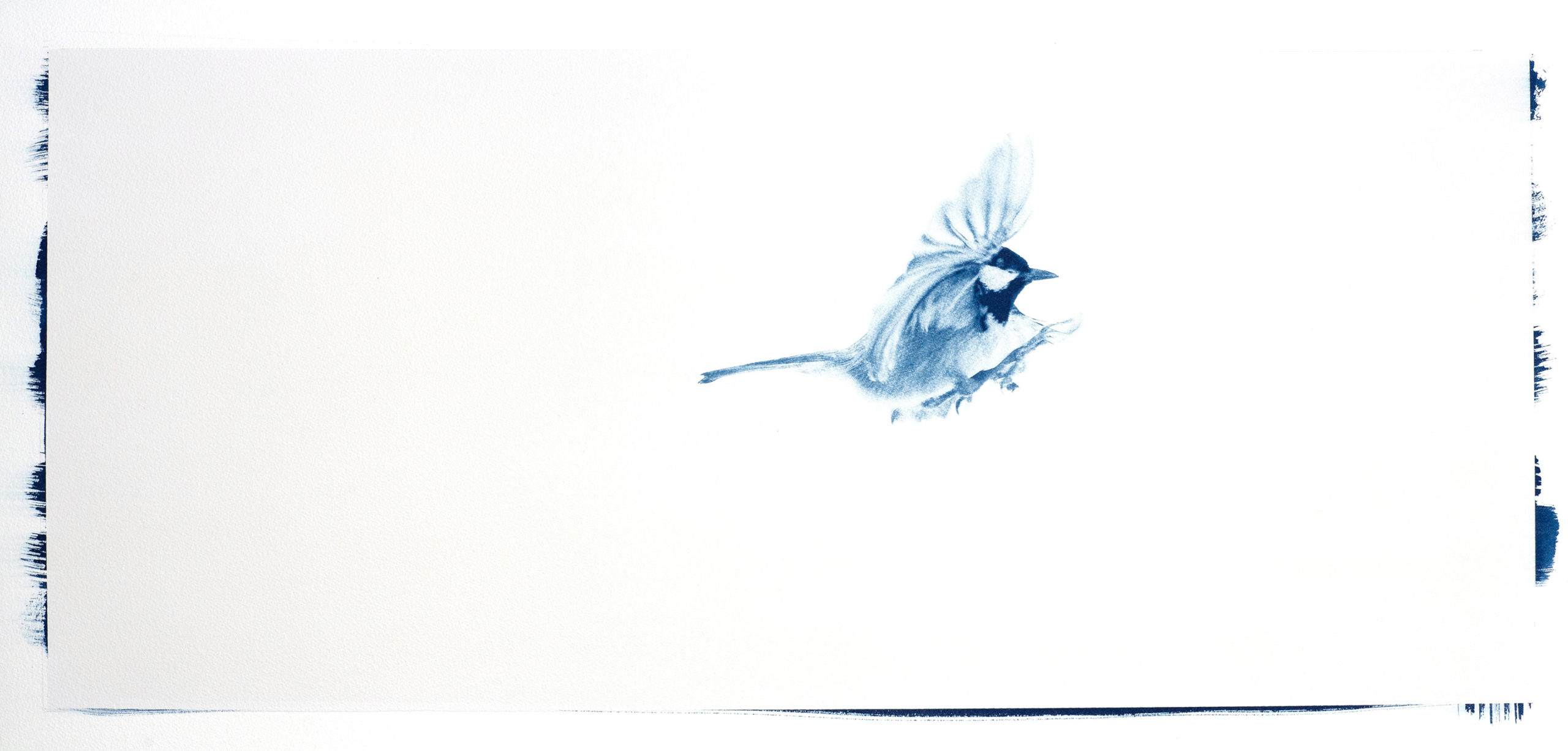 cyanotype "mésange noire en vol"