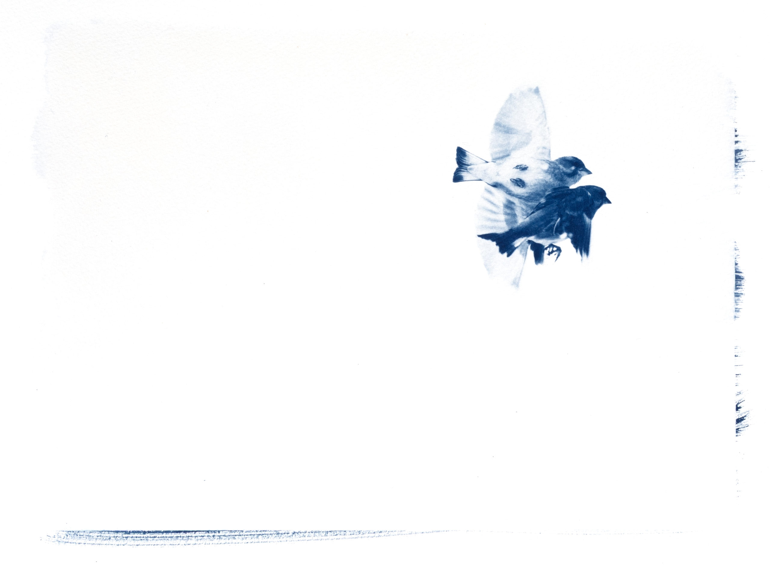 cyanotype "la danse des verdiers d'Europe"