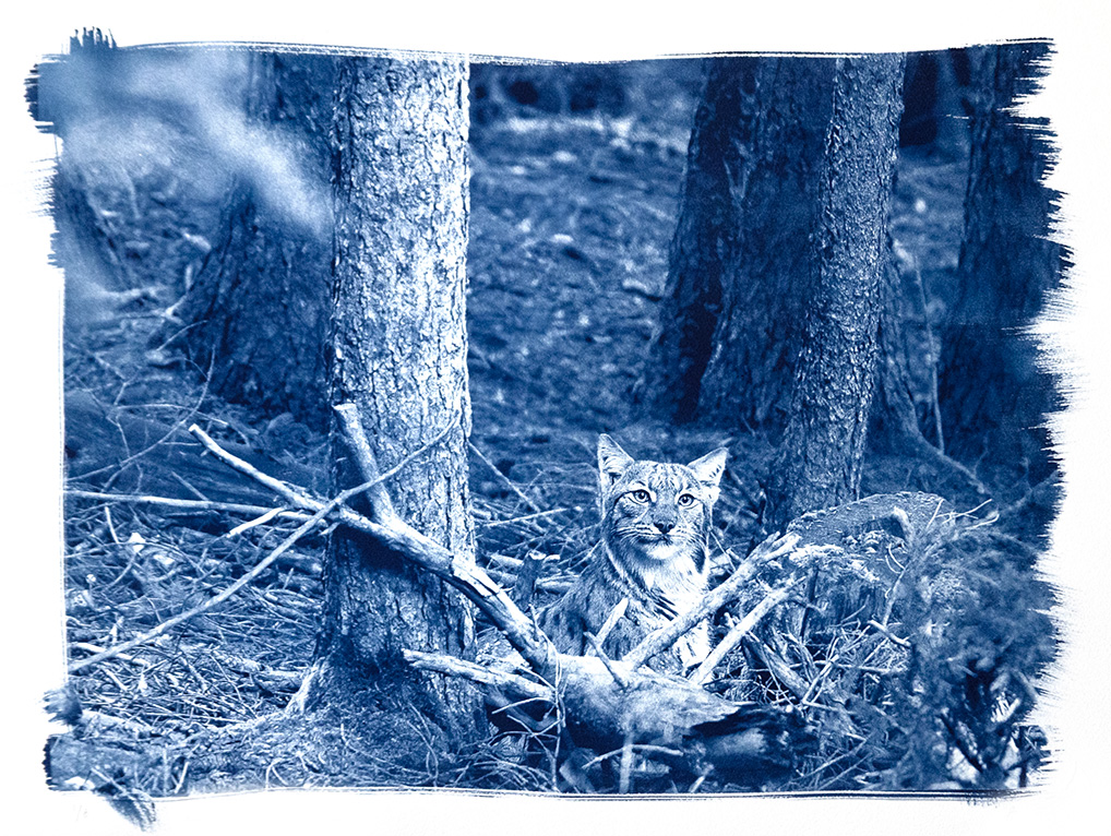 cyanotype "lynx boréal dans sa forêt, VS 2026"