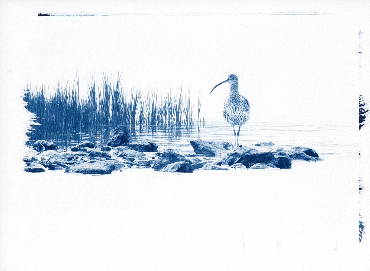 cyanotype "courlis cendré"